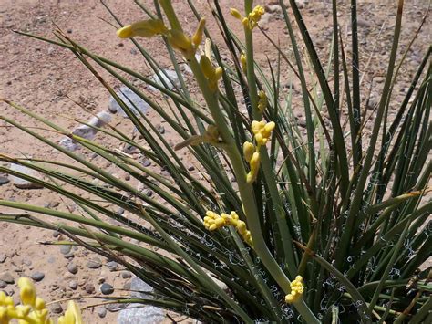 yellow yucca desert horizon nursery