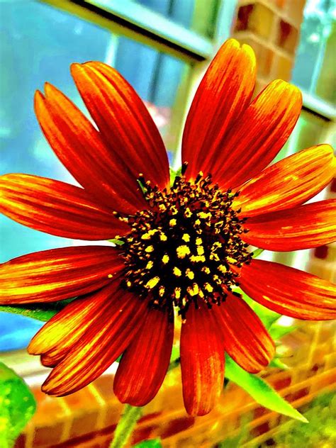 Daisy The Sunflower Photograph By Toni Hopper Fine Art America