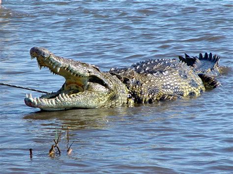 Beautiful Animals Safaris The African Nile Crocodile