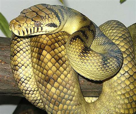 Longest Snakes In The World With Pictures Top 12 Biggest