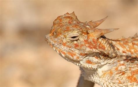 10 Weirdest Lizards Youre Ever Likely To See Odd Or What Page 4