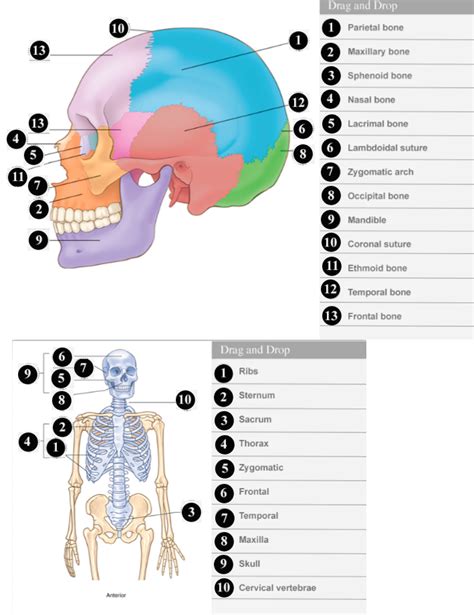 Milady Chapter 6 General Anatomy And Physiology Diagram Quizlet