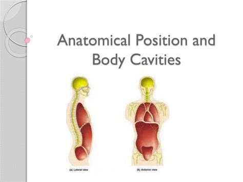 Ppt Anatomical Position And Body Cavities Powerpoint Presentation