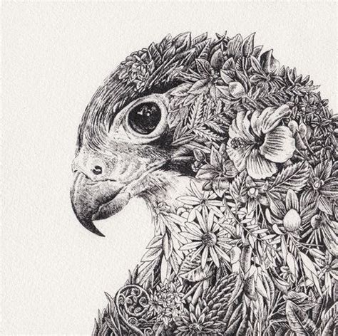 Our marini ferlazzo coupons, promos and discount codes. amazing drawings by Marini Ferlazzo... | Falcon drawing ...