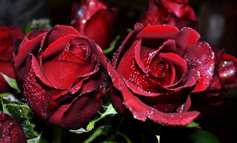 Rose Flower Images Hd Free Best Flower Site