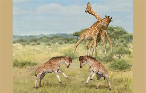 Giraffe Neck As A Result Of Sexual Selection Techzle