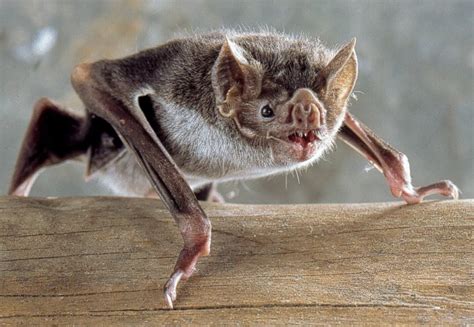What A Group Of Bizarre Looking Bats Can Tell Us About The Evolution Of