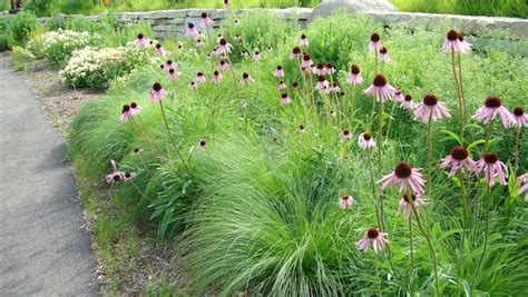 Short native grasses (prairies of alberta). Native Grasses - from Short to Tall - The Native Plant Herald