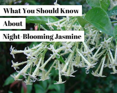 Things To Know About The Night Blooming Jasmine Cestrum Nocturnum