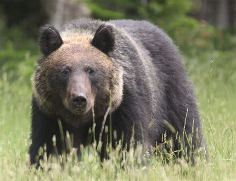 Brown Bears Attacking Domestic Animals In Hokkaido The Mainichi