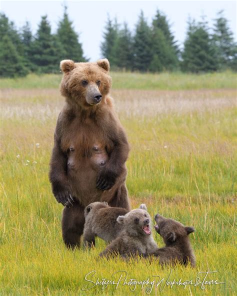 a mother grizzly bear supervises her two cubs as they tussle shetzers photography