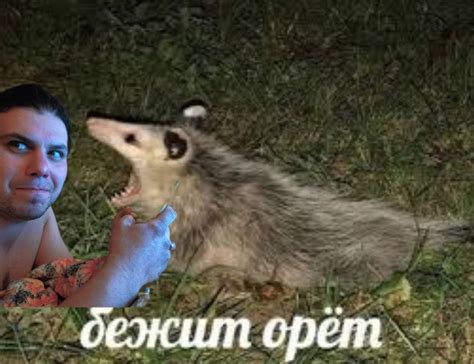 Create Meme Possum Screaming Meme Possum Runs Screaming Opossums