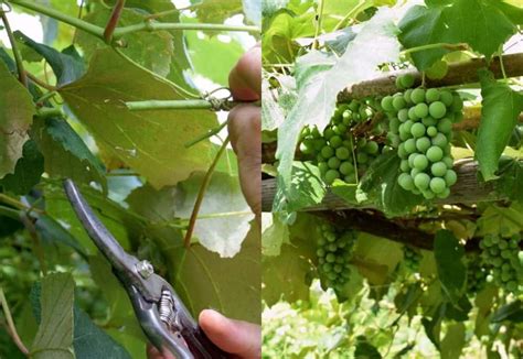 How To Take Care Of Grape Vines Sellsense23