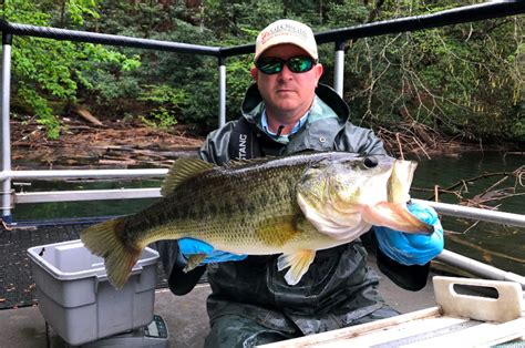 The Meanmouth Bass A Unique Spotted Smallmouth Hybrid