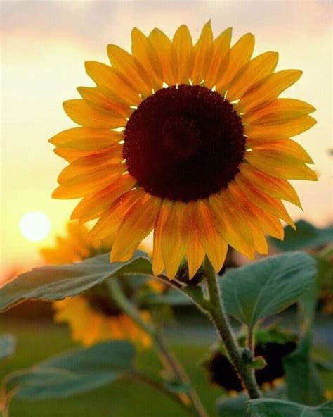 Girasoles Sunflowers Girasoles Fondos De Fotografía De Girasol