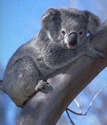 Marsupials Mammals Examples