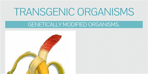 Gmo an organism whose genetic characteristics have been altered by the insertion of a modified gene or a gene from another. Transgenic organisms by angelyasmin98 - Infogram