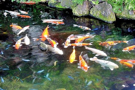 Ikan koi merupakan homofon atau dengan kata lain yang bermakna kasih sayang atau cinta. Mengenal Ekosistem Buatan Beserta Contohnya - RumusHitung.Com