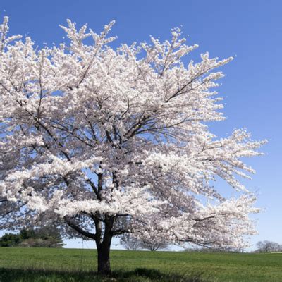 The evergreen tree grows up to 50 feet tall. 5 Beautiful Flowering Trees that Thrive in Michigan