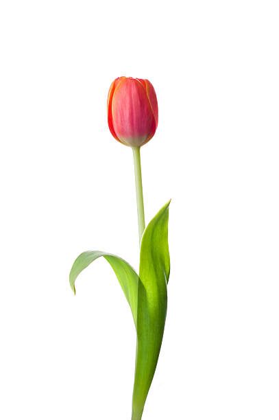 Single Tulip Stock Photos Pictures And Royalty Free Images Istock
