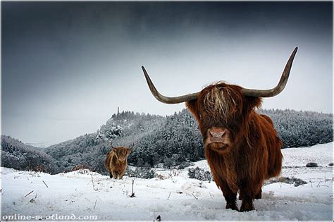 Highland Cows In Snow Online Scotland