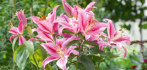 How To Plant Grow And Care For Lilies Sarah Raven