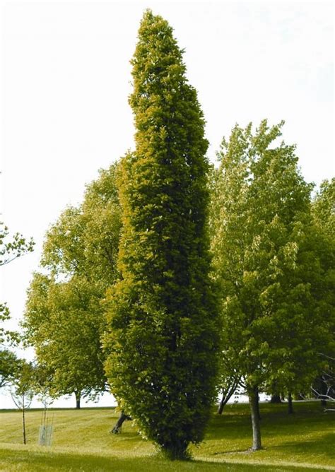 Quercus Robur Fastigiata Koster Tuincentrum Pelckmans