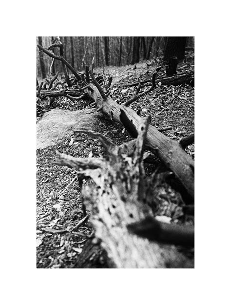 Fallen Trees Bystrzyca Górna Poland 022017 Olympus Om40 Flickr