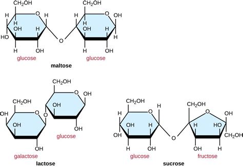 Image Result For Sucrose Maltose And Lactose Structural Formula