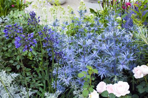 54 Plants With True Blue Flowers Mygardenlife