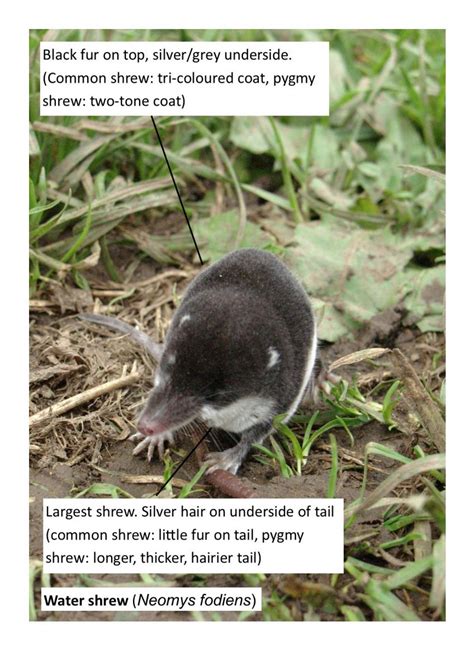 Species Common Shrew Mammal Society