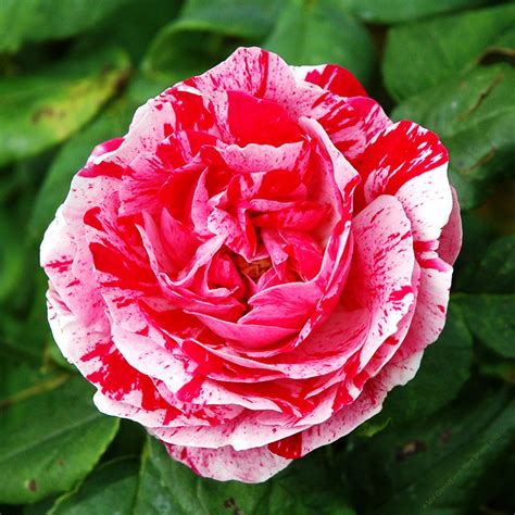 Raspberry Ripple Rose By Earthhart On Deviantart