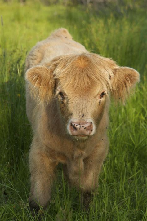 Scottish Highland Cattle Calf Photograph By Tim Laman