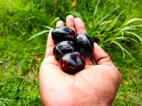 Fresh Java Plum In Farmer Hand Syzygium Cumini Commonly Known As