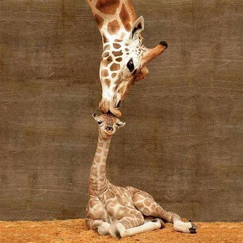 A Giraffe Named Misha Was Captured Kissing Her Newborn Baby Calf