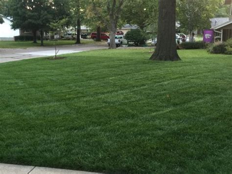 Maybe you would like to learn more about one of these? Homeowner Do-It-Yourself Lawn Calendar for Cool-Season Grasses | K-State Turfgrass