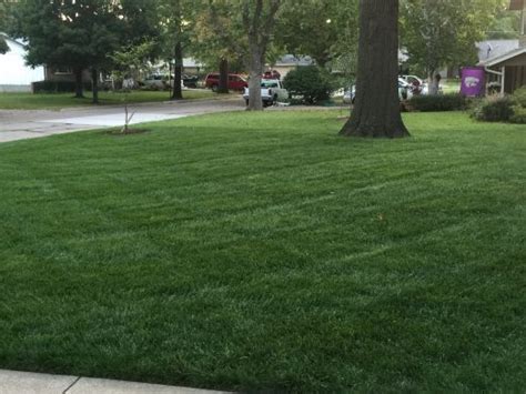 All too often coarse tall fescue is incorrectly identified as crabgrass. Homeowner Do-It-Yourself Lawn Calendar for Cool-Season ...