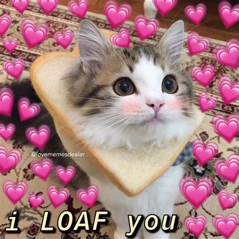 58 Wholesome Meme Cat Love Meme