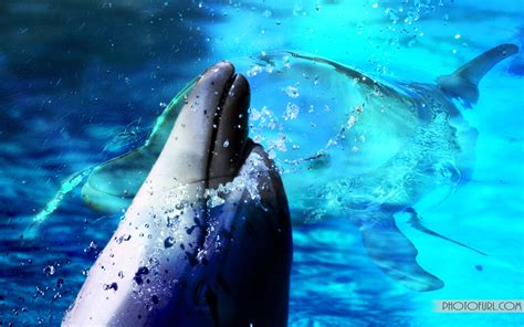 Free Animated Dolphin Screensavers Wallpaper Wallpapersafari