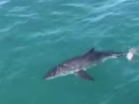 Great White Shark Appears Off Jersey Shore Video Ocean City Nj Patch