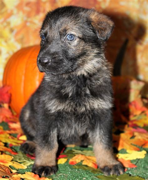 Sable German Shepherd Puppies For Sale Near Me Top Pets 24