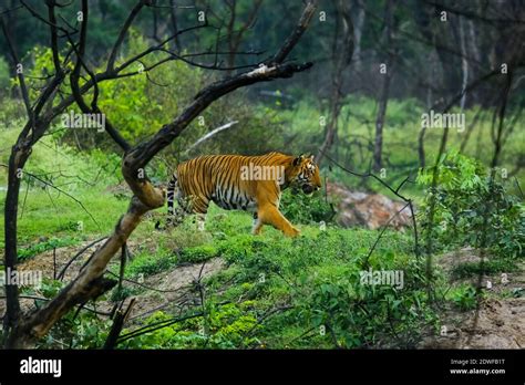 Bengal Tiger Panthera Tigris Tigris Prince Of Bandipur Tiger Reserve Beautiful Green Forest