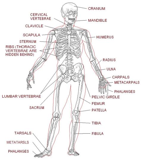 Coloring pages and worksheets ask a biologist. worksheet. The Skeletal System Worksheet Answers. Grass ...