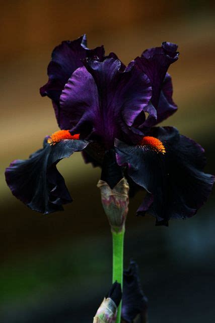 American Hybrid Iris Draculas Kiss Amazing Flowers Unusual Flowers