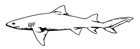 Pagina da colorare squalo tigre | squali i bambini hanno bisogno di ispirazione costante. Squalo facile da colorare - disegni da colorare e stampare ...