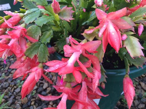 One of the most popular plants to give or receive during the holiday season is the christmas cactus. Zygocactus Schlumbergera (Common Name - Mixed Colours ...