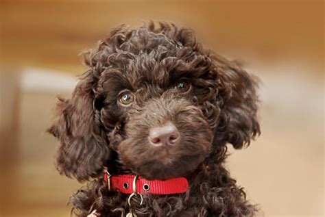Arrowhead labradoodles are experienced breeders in ontario, offering the finest bred dogs available. rassen | HondenForum