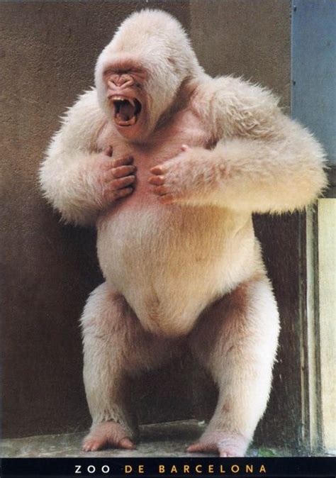 Snowflake The Only Albino Gorilla Ever Observed Captured From The
