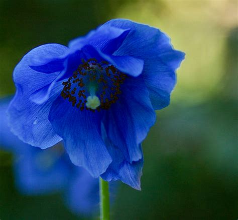 Himalayan Blue Poppy Bhutan S National Flower Mikeligalig Com