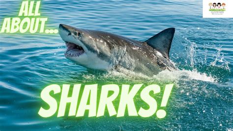 All About Sharks Educational Video For Kids Youtube